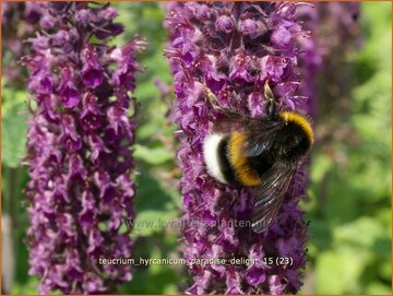 Germander