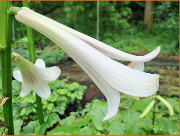 Giant Lily