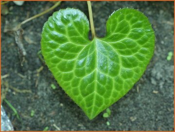 Ginger-leaf False Bugbane