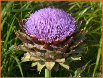 Globe Artichoke