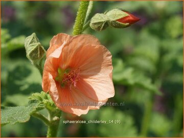 Globe Mallow