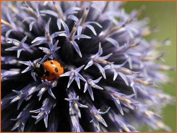 Globe Thistle