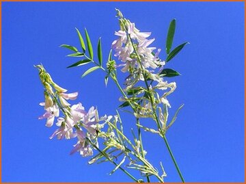 Goat's Rue