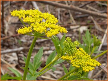 Golden Alexanders