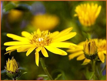 Golden Aster