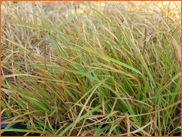 Golden False Beardgrass