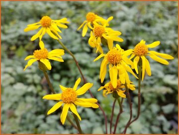 Golden Ragwort