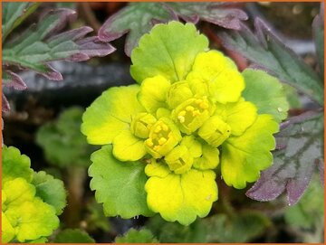 Golden Saxifrage