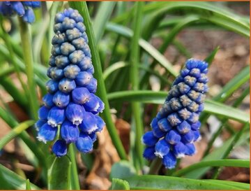 Grape Hyacinth