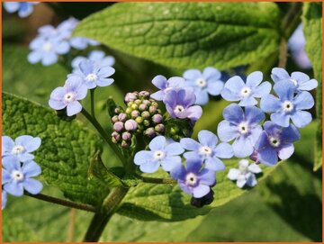 Great Forget-me-not
