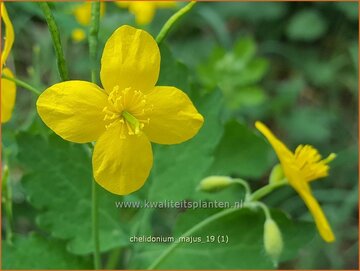 Greater Celandine