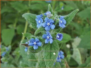 Green Alkanet