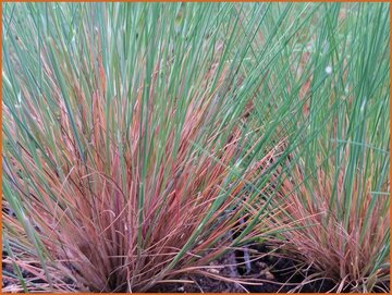 Grey Hair Grass