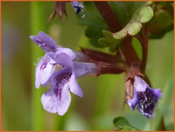 Ground Ivy