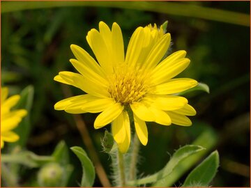 Hairy Golden Aster