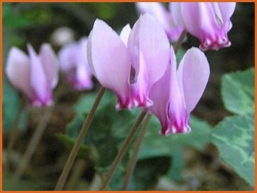 Hardy Cyclamen