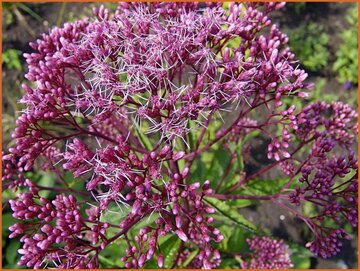 Hemp Agrimony