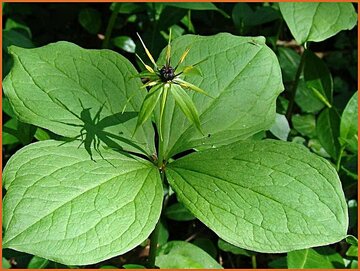 Herb-Paris