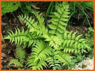 Holly Fern