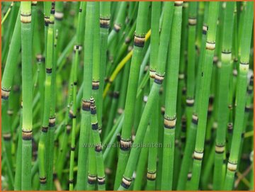 Horsetail