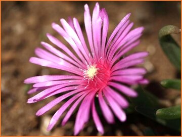 Ice Plant