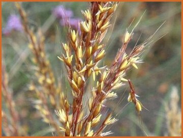 Indian Grass