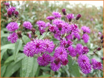 Ironweed