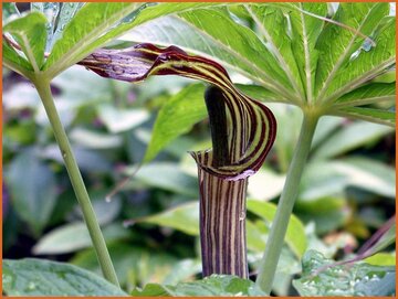 Jack-in-the-Pulpit