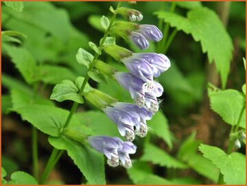 Japanese Dead Nettle