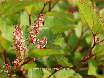 Japanese Knotweed