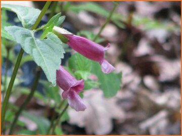 Japanese Turtlehead