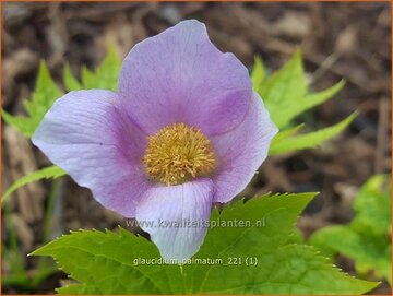 Japanese Wood Poppy
