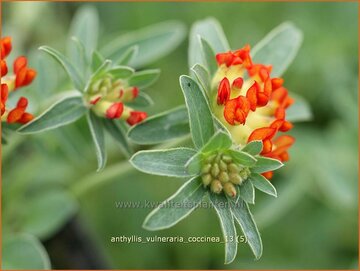 Kidney Vetch