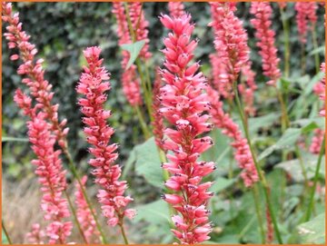 Knotweed