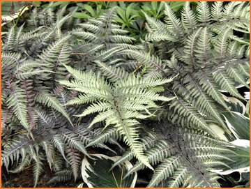 Lady Fern