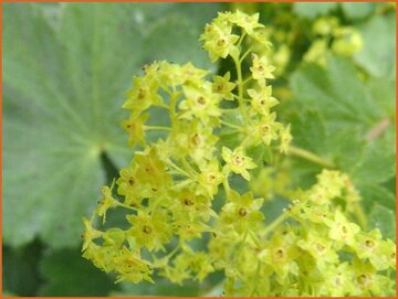 Lady's Mantle