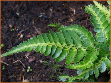 Leatherleaf Fern