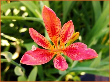 Leopard Lily