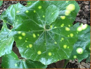 Leopard Plant (Farfugium)