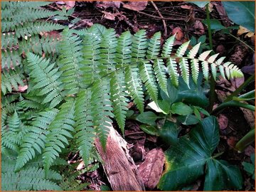 Limpleaf Fern