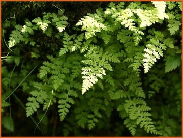 Lip Fern