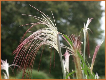 Maiden Grass