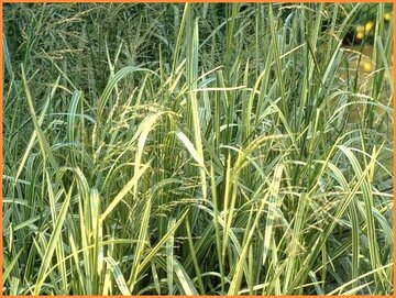 Manna Grass