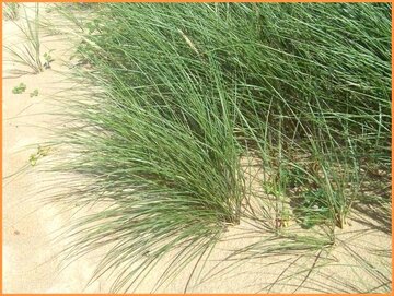 Marram Grass