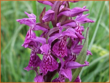 Marsh Orchid