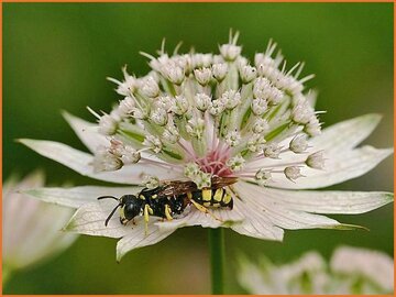 Masterwort (Astrantia)