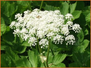 Masterwort (Peucedanum)