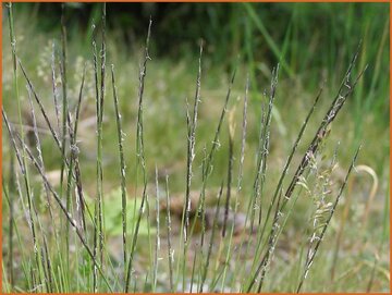 Matgrass