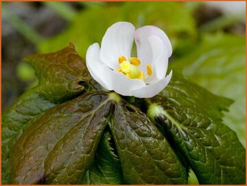 Mayapple