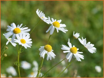 Mayweed